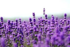 Lavender Essential Oil Uses & Benefits – Natural Remedies for Mind & Body