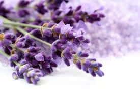 Lavender oil plant care