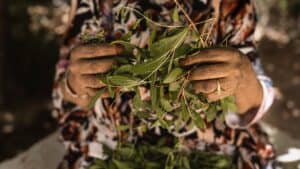 Fresh eucalyptus leaves harvested for natural skincare ingredients at Dead Sea Cosmetics.